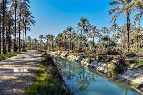شهروندان شادگان برای آبیاری باغ‌ها، نخلستان‌ها از آب شرب استفاده نکنند